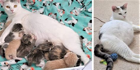 kediler kaç ayda doğurur